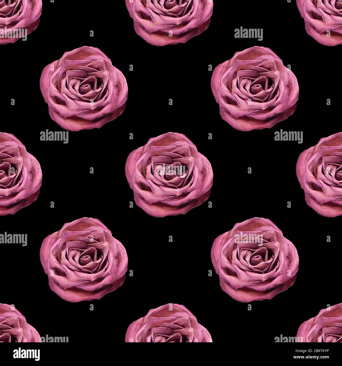 Seamless pattern of pink rose flower on black background isolated close up,  burgundy roses repeating ornament, red flowers trendy vintage print design  Stock Photo - Alamy