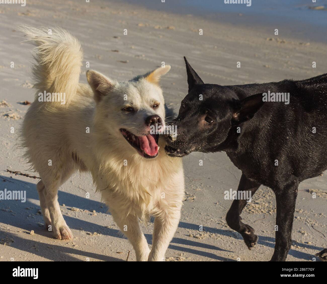 Two dogs are playing on the beach Stock Photo - Alamy