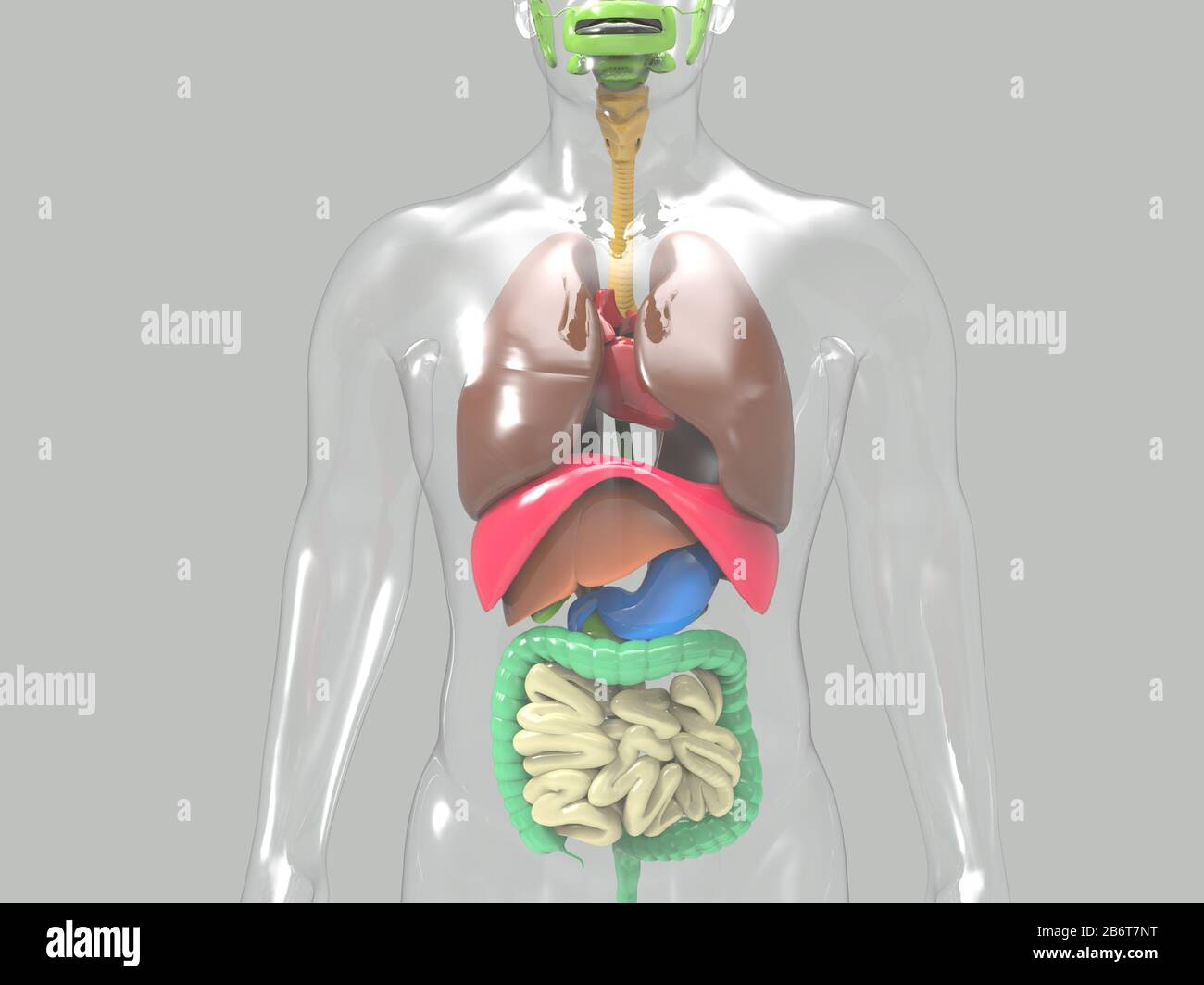 3d render of human heart anatomy system Stock Photo - Alamy