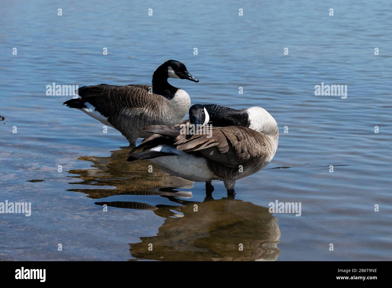 A pair of Canadian Geese standing in some shallow water while one stretches its head across its back as it cleans its wing feathers. Stock Photo