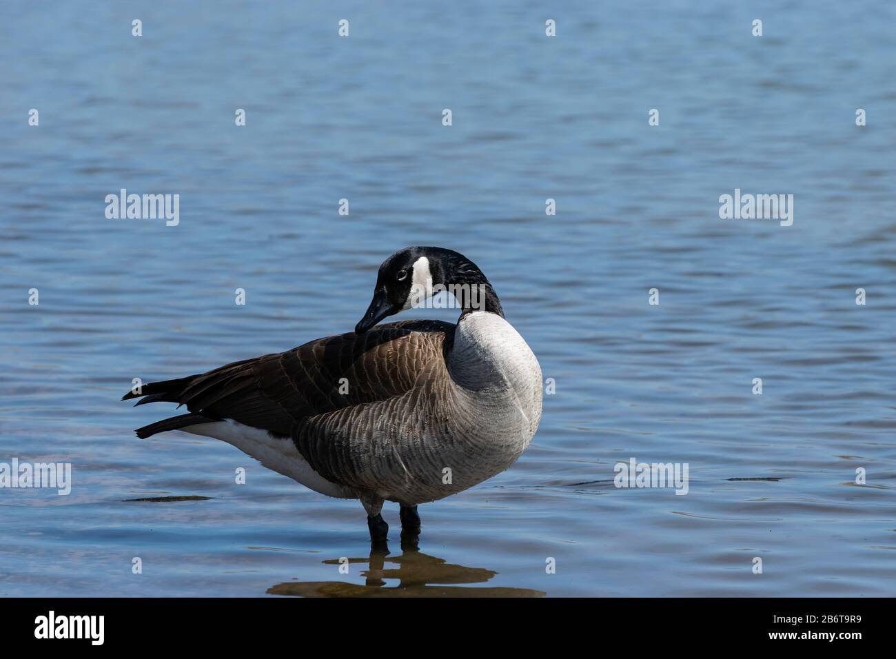 Solitary Canadian Goose standing in the shallow water of a lake while looking back over its shoulder on a sunny afternoon. Stock Photo