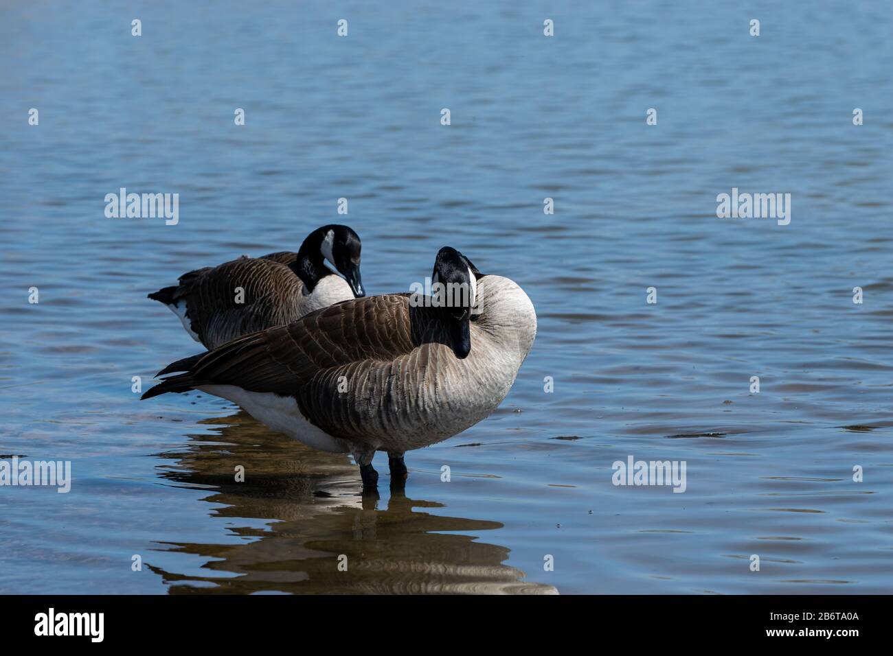 A pair of Canadian Geese standing in the calm, shallow water of a lake on a sunny afternoon and cleaning their feathers. Stock Photo