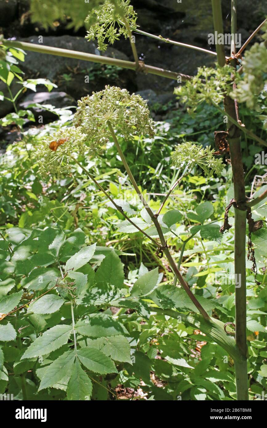 Plant angelica sylvestris hi-res stock photography and images - Alamy