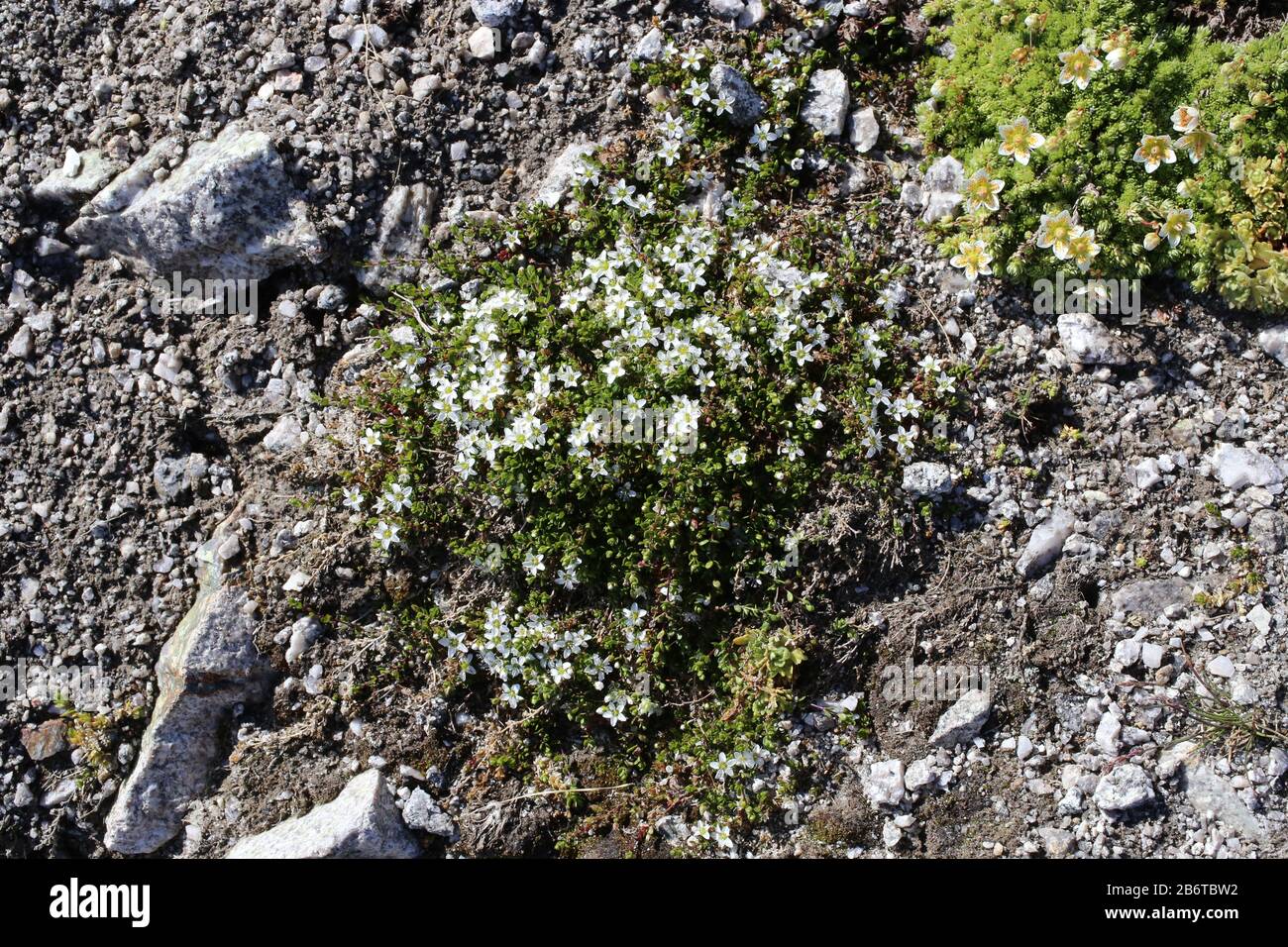 Arenaria biflora - Wild plant shot in summer. Stock Photo