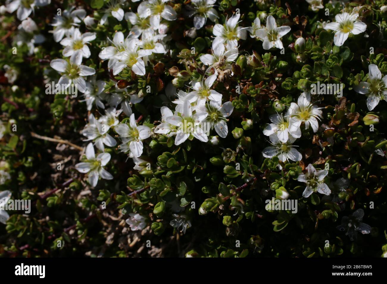 Arenaria biflora - Wild plant shot in summer. Stock Photo