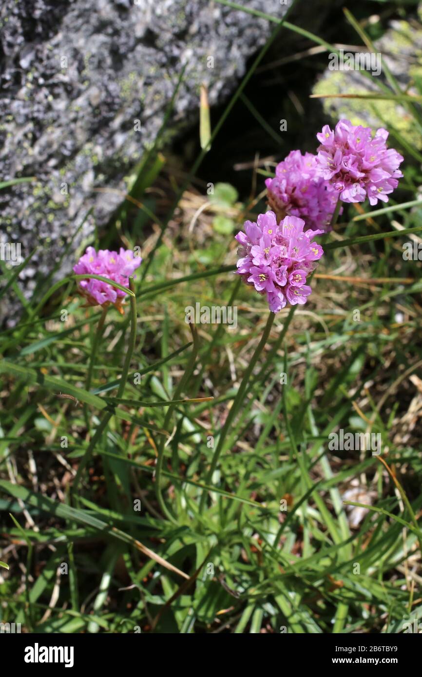 Armeria alpina - Wild plant shot in summer. Stock Photo