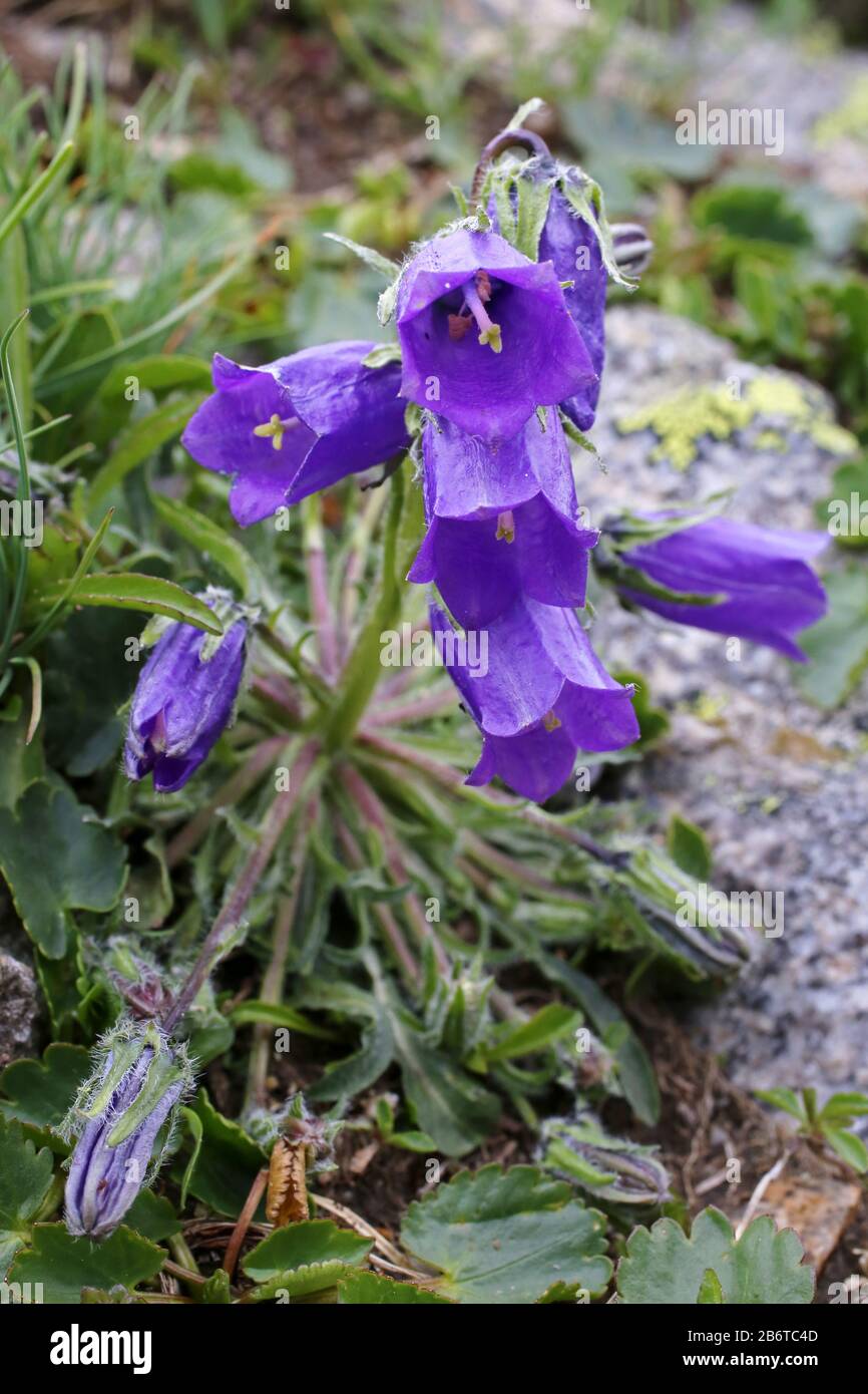 Campanula alpina - Wild plant shot in summer. Stock Photo