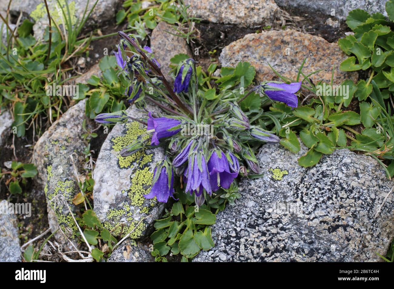 Campanula alpina - Wild plant shot in summer. Stock Photo