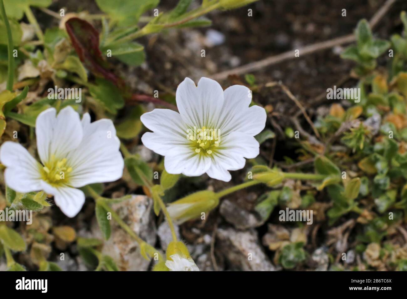 Cerastium alpinum - Wild plant shot in summer. Stock Photo