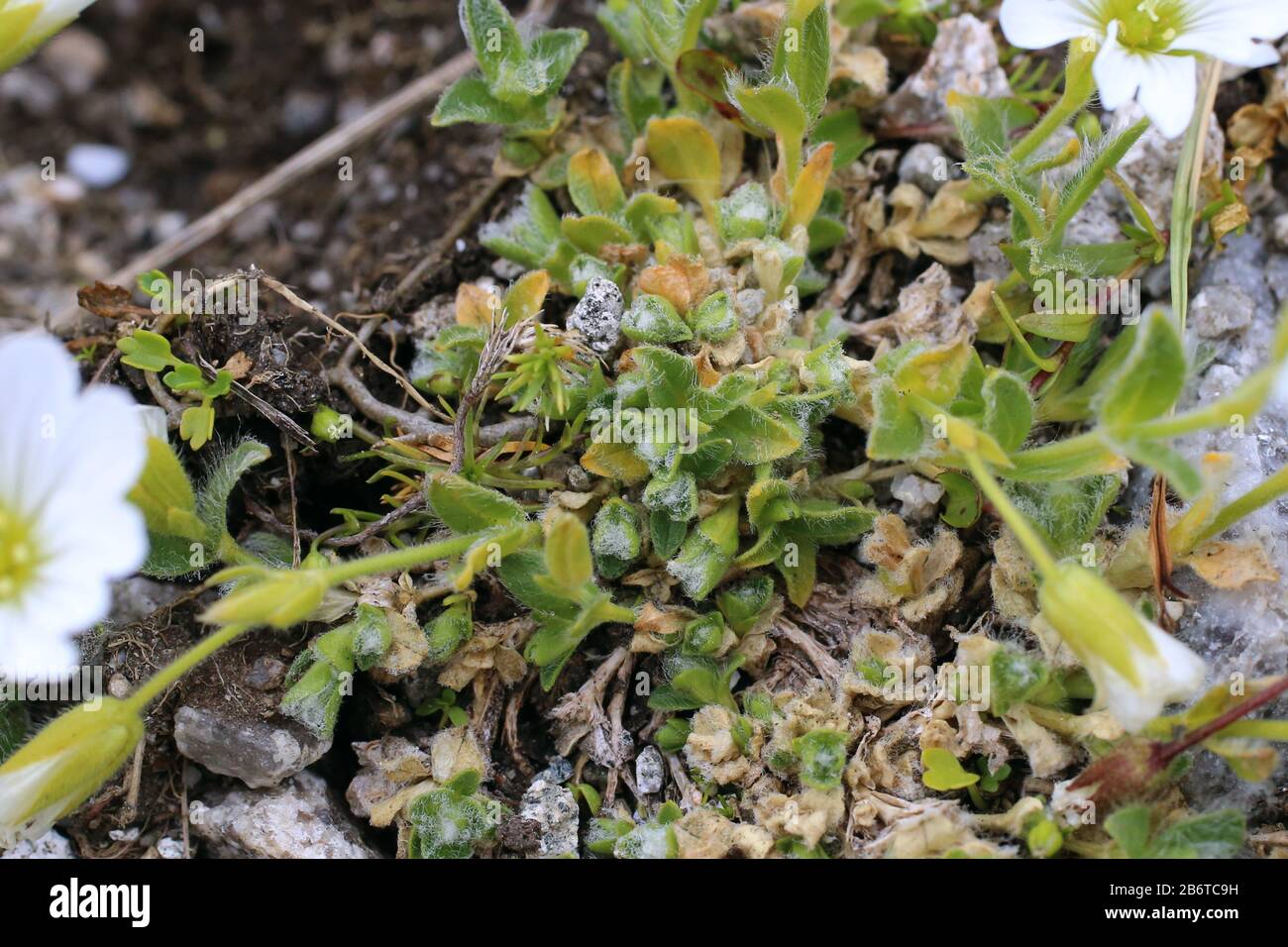 Cerastium alpinum - Wild plant shot in summer. Stock Photo