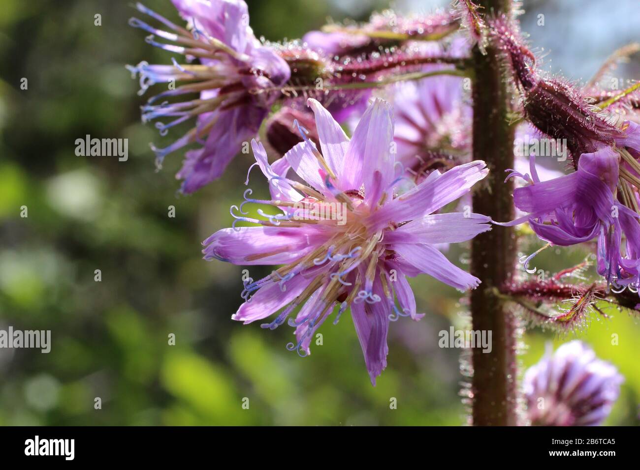 Cicerbita alpina - Wild plant shot in summer. Stock Photo