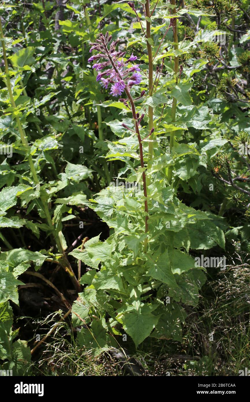 Cicerbita alpina - Wild plant shot in summer. Stock Photo