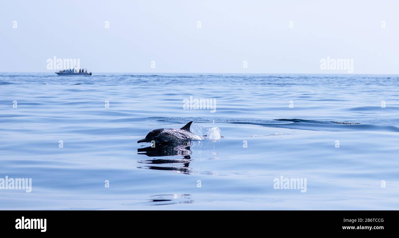 Dolphin watching and swimming  in deep blue waters in open ocean Stock Photo