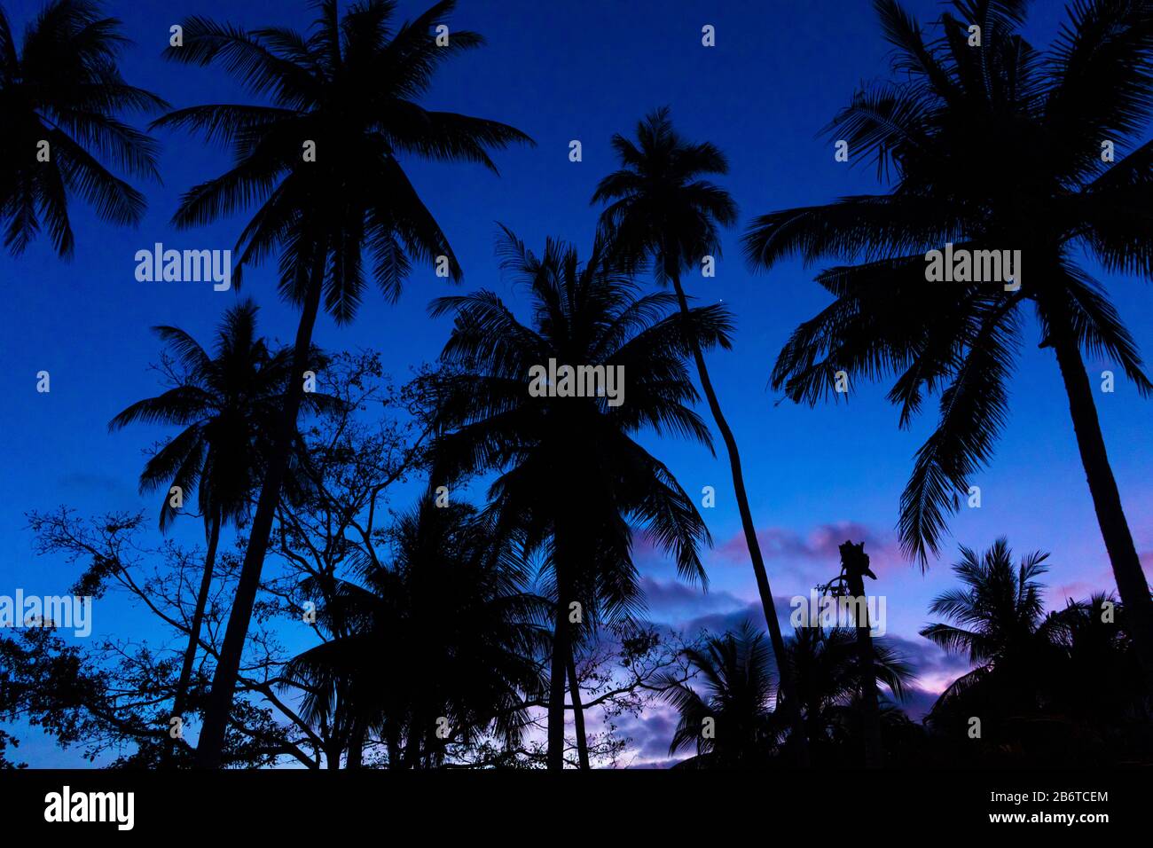 Tropical palm trees against a blue-purple sunset sky. Sunset in the ...