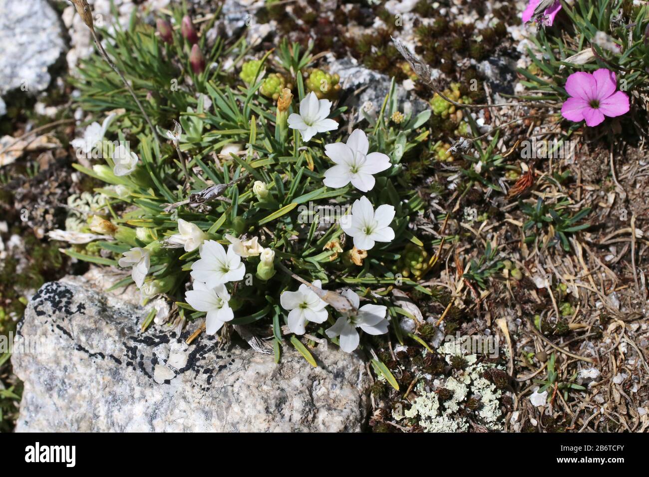 Dianthus microlepis - Wild plant shot in summer. Stock Photo