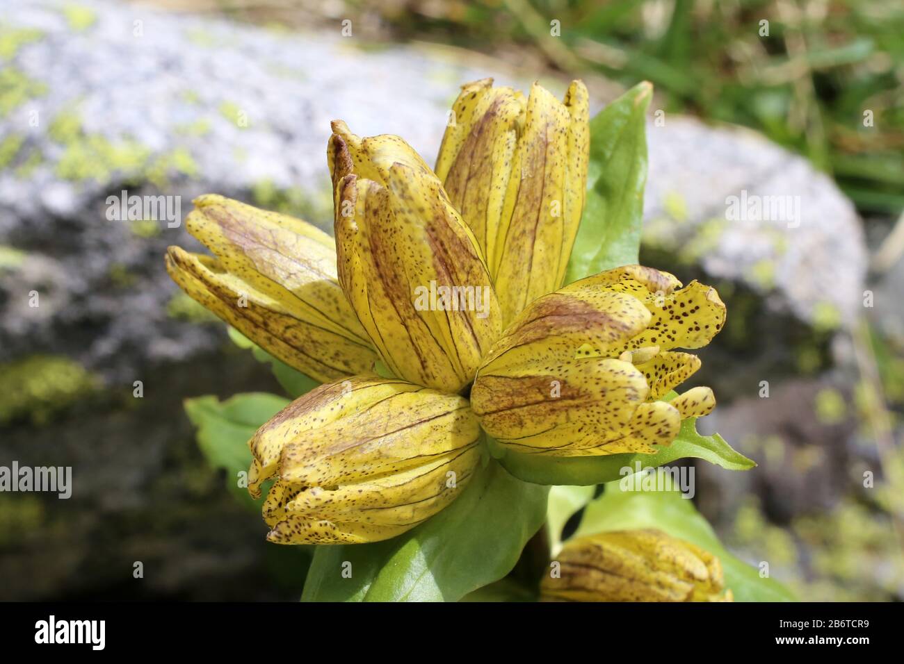 Gentiana punctata - Wild plant shot in summer. Stock Photo