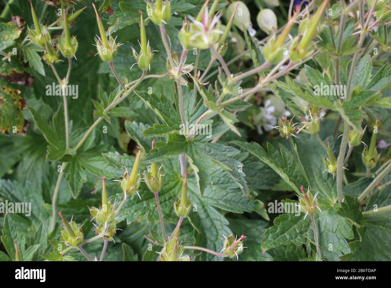 Geranium sylvaticum - Wild plant shot in summer. Stock Photo