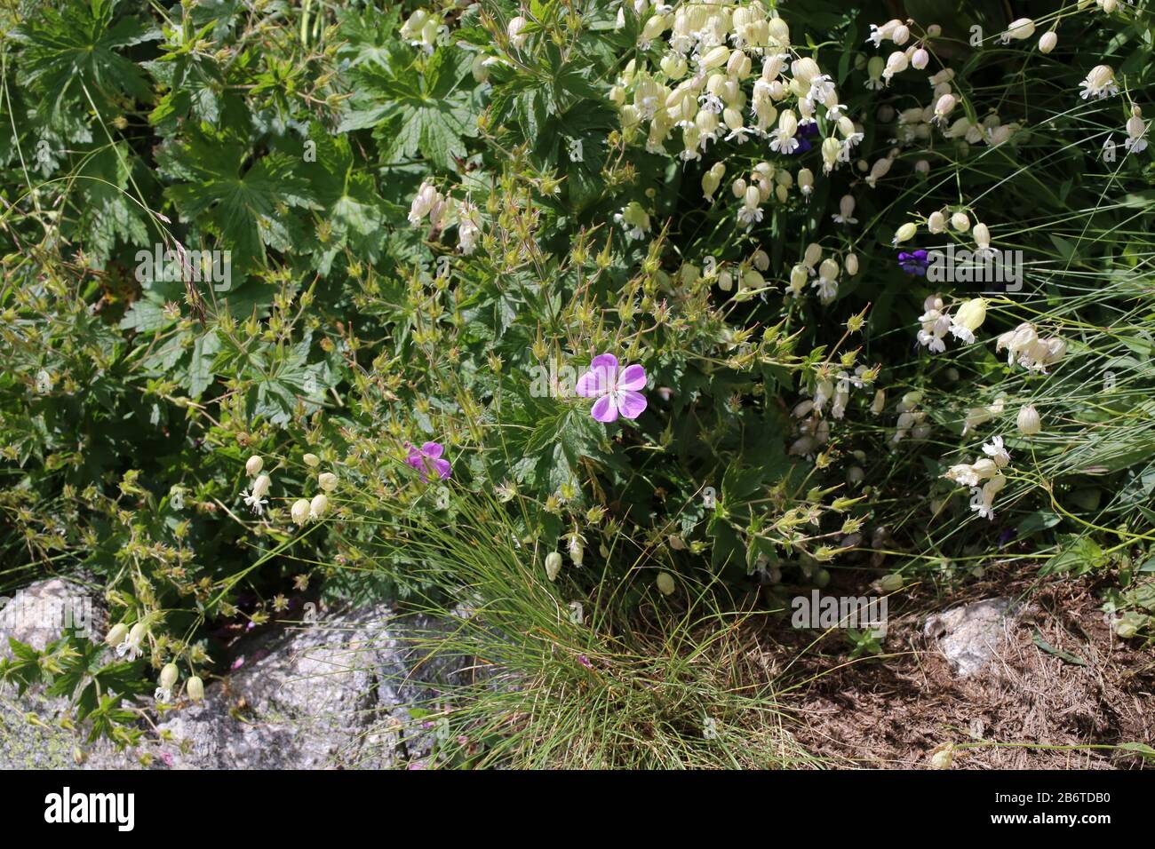 Geranium sylvaticum - Wild plant shot in summer. Stock Photo