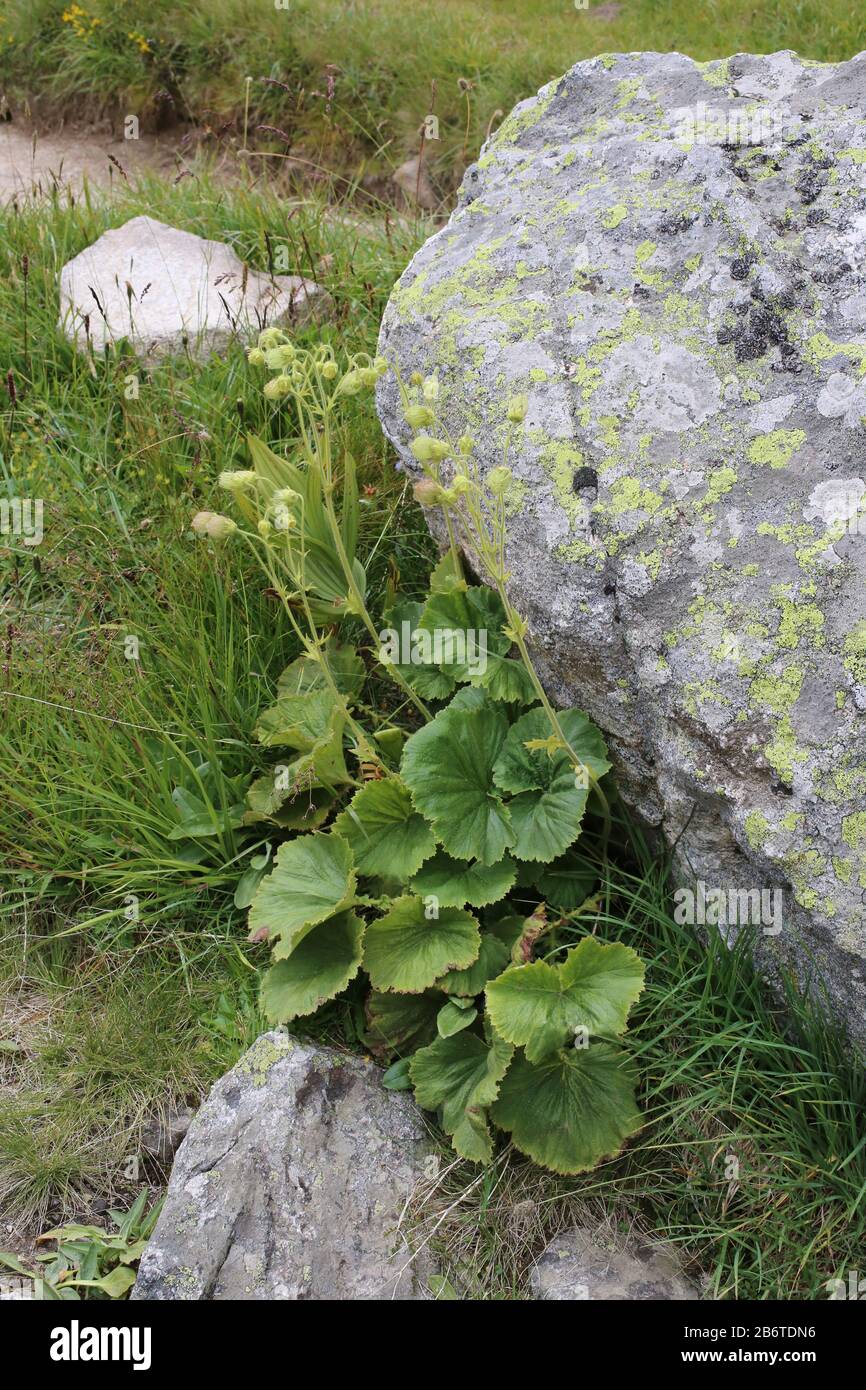 Geum bulgaricum - Wild plant shot in summer. Stock Photo