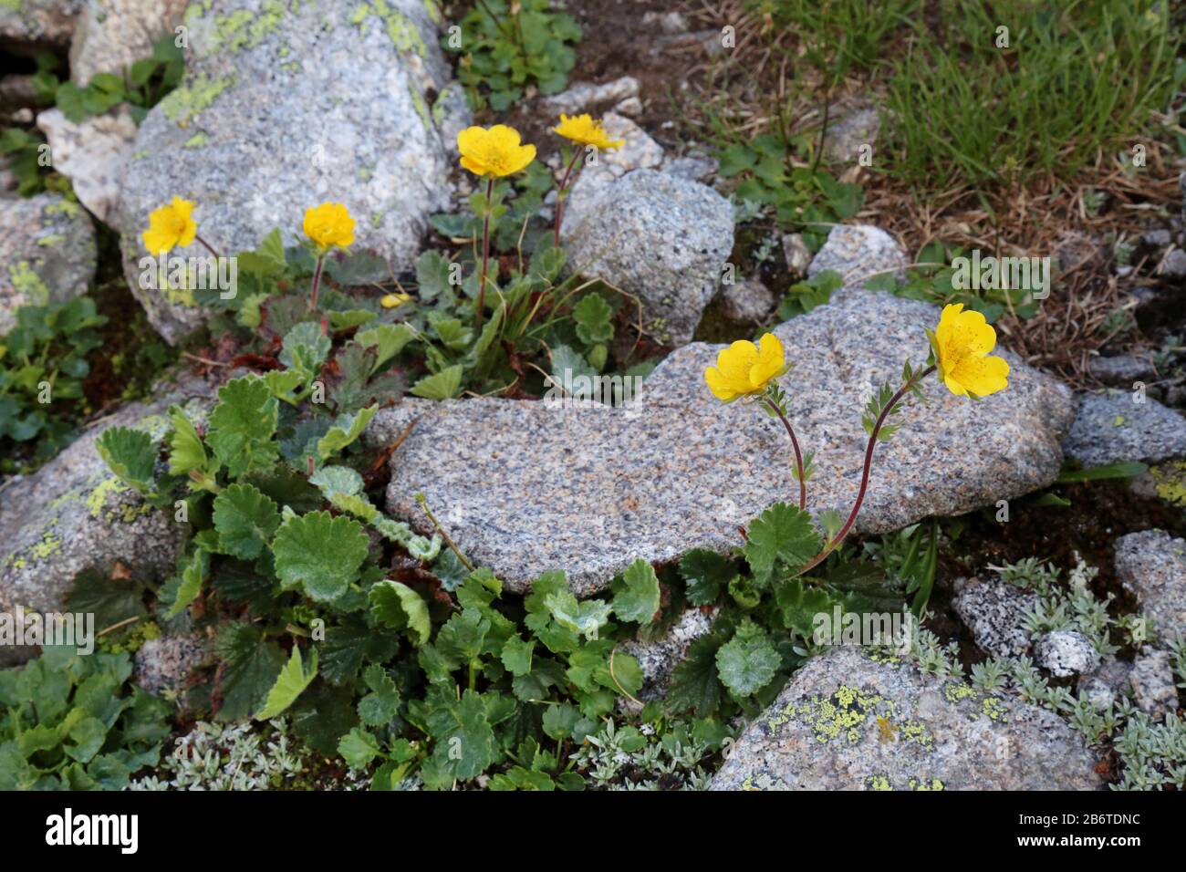 Geum montanum - Wild plant shot in summer. Stock Photo