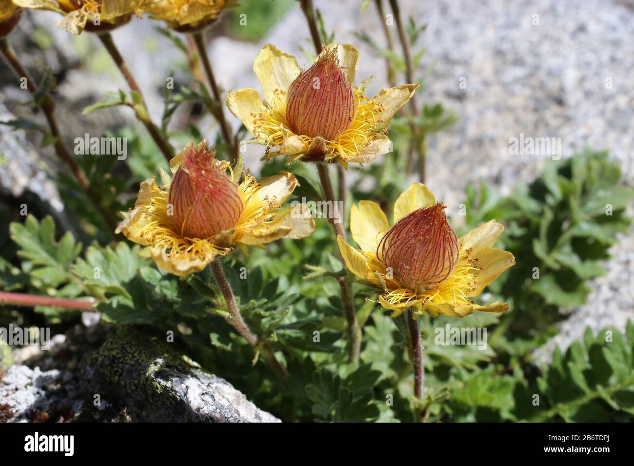 Geum reptans - Wild plant shot in summer. Stock Photo