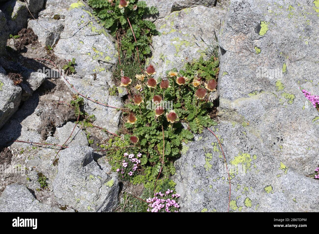 Geum reptans - Wild plant shot in summer. Stock Photo