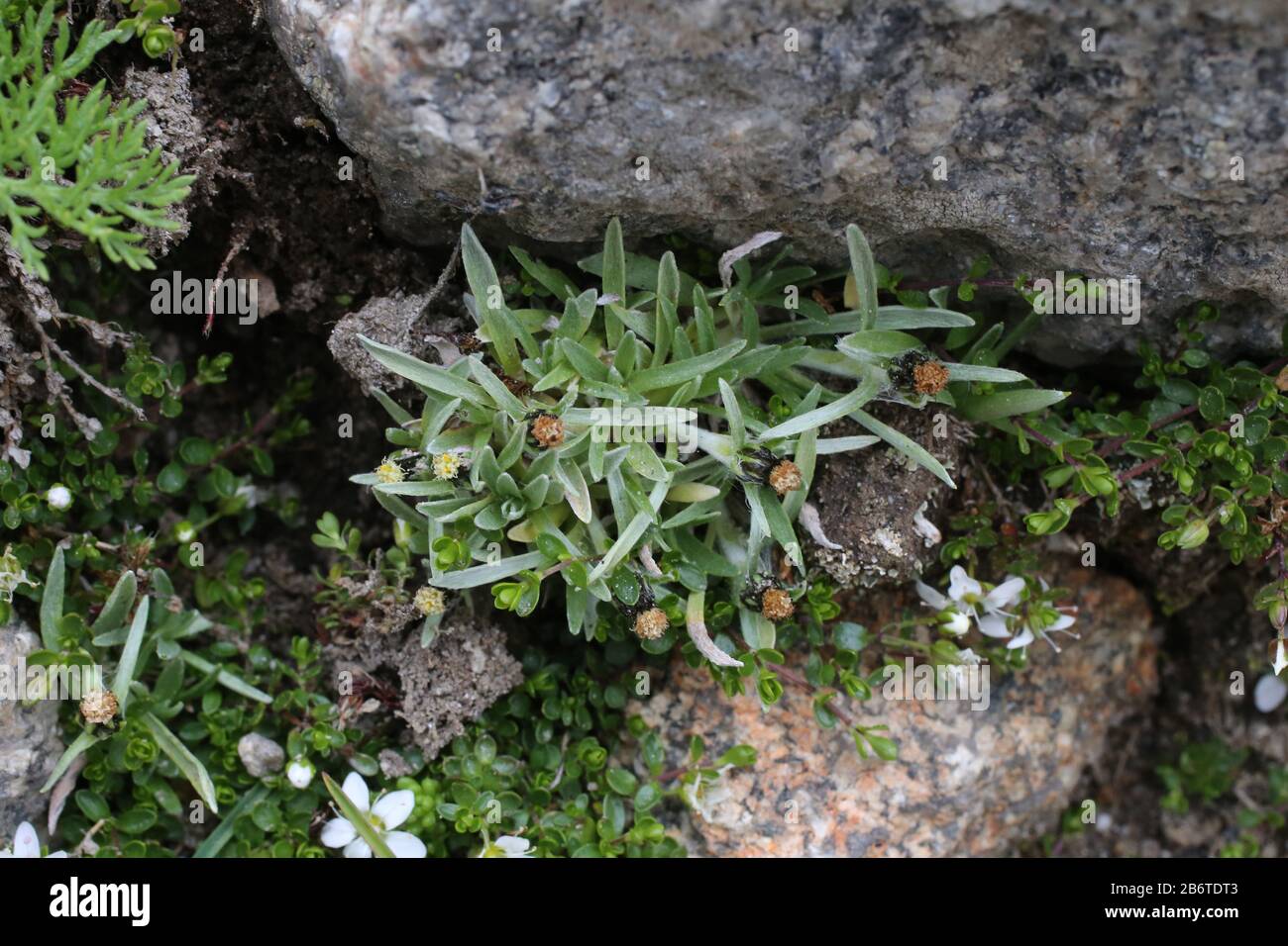 Gnaphalium supinum - Wild plant shot in summer. Stock Photo