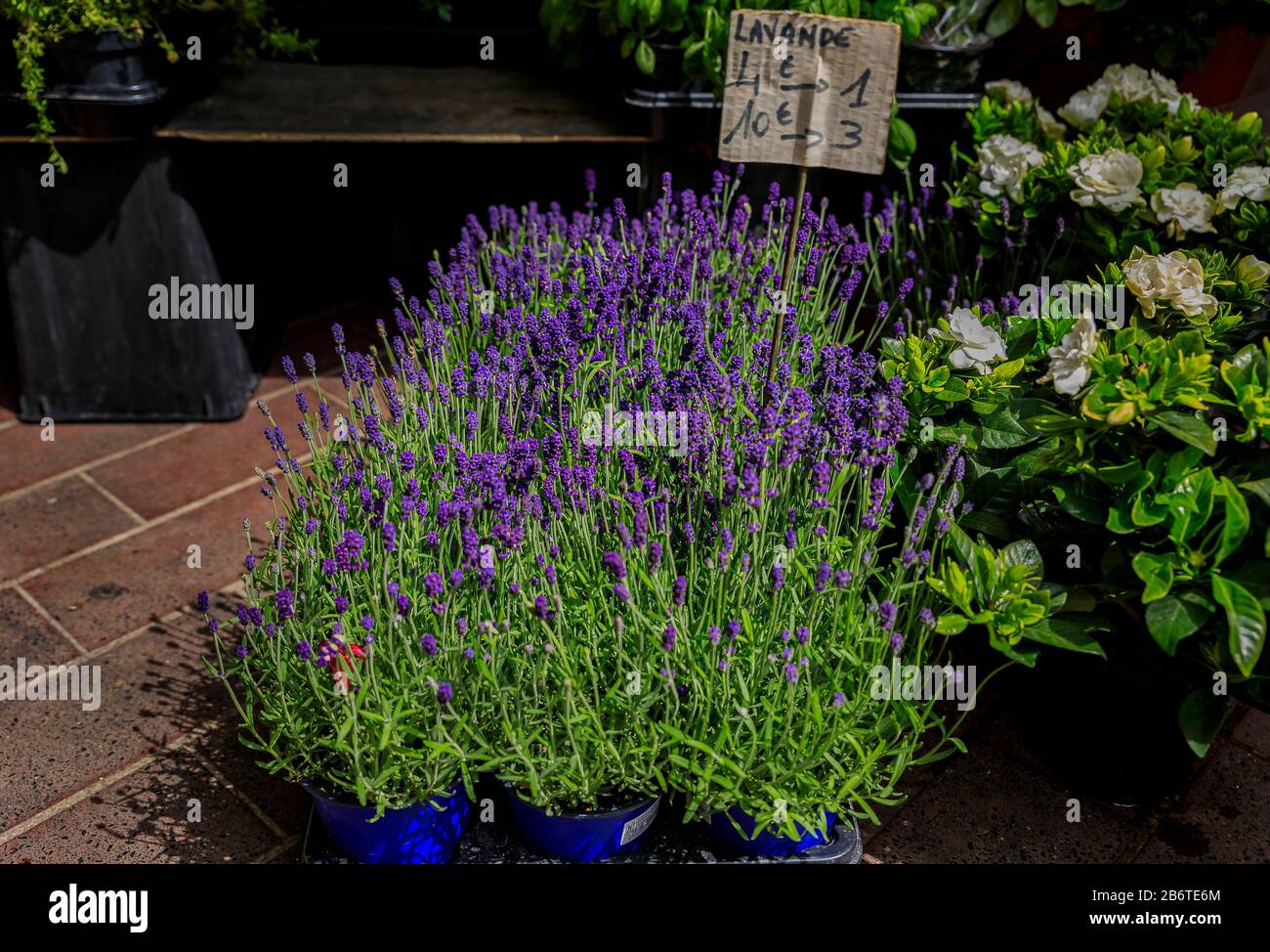 Colorful potted lavender plants in bloom at market at a market in Nice, in the South of France with the price sign of 4 EUR for 1 or 10EUR for 3 Stock Photo