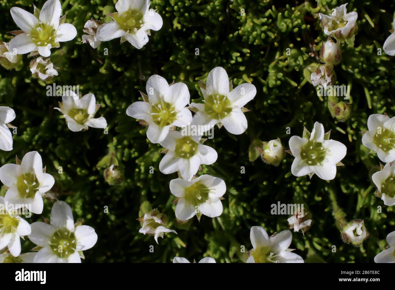 Minuartia recurva - Wild plant shot in summer. Stock Photo