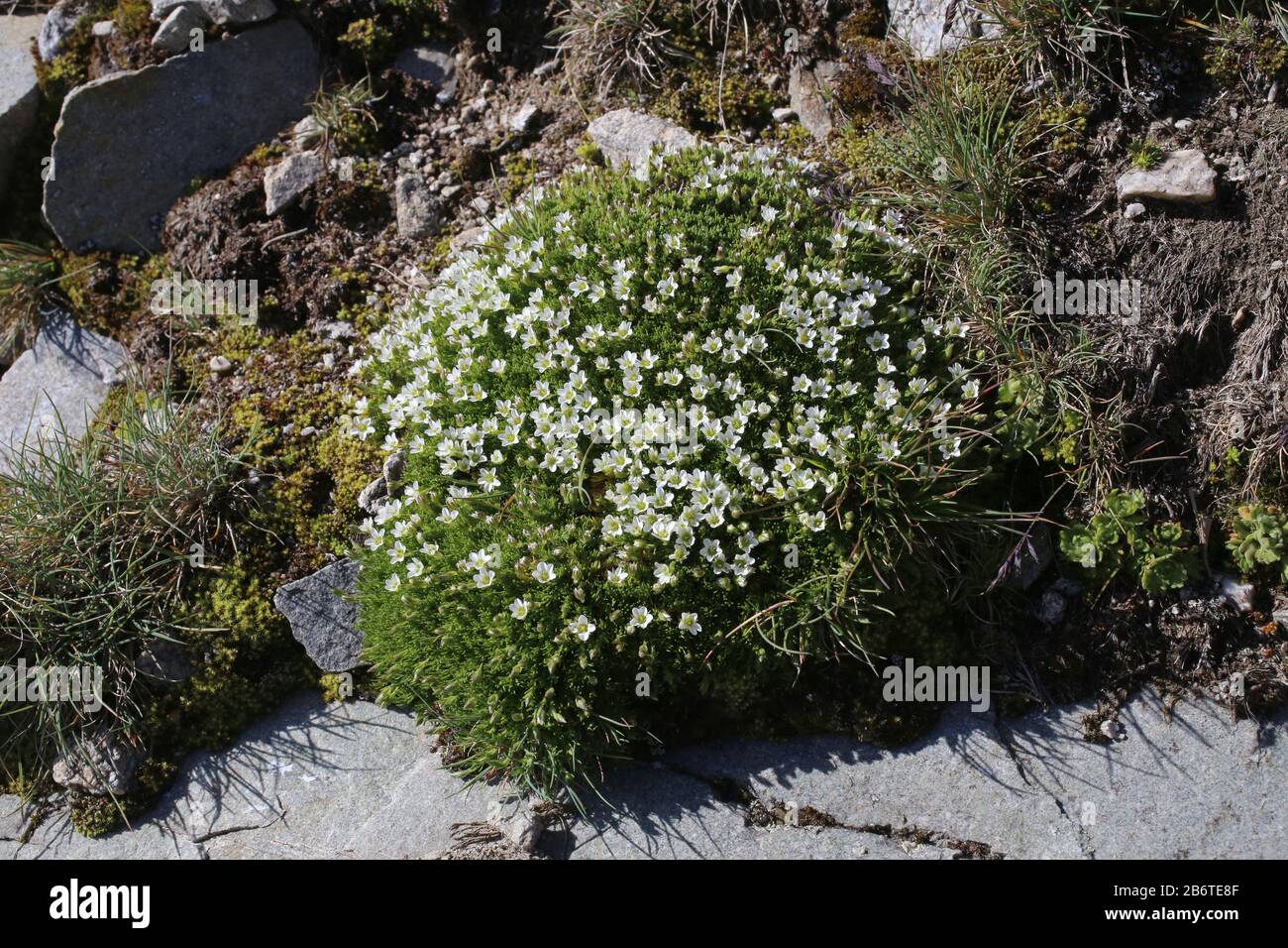 Minuartia recurva - Wild plant shot in summer. Stock Photo