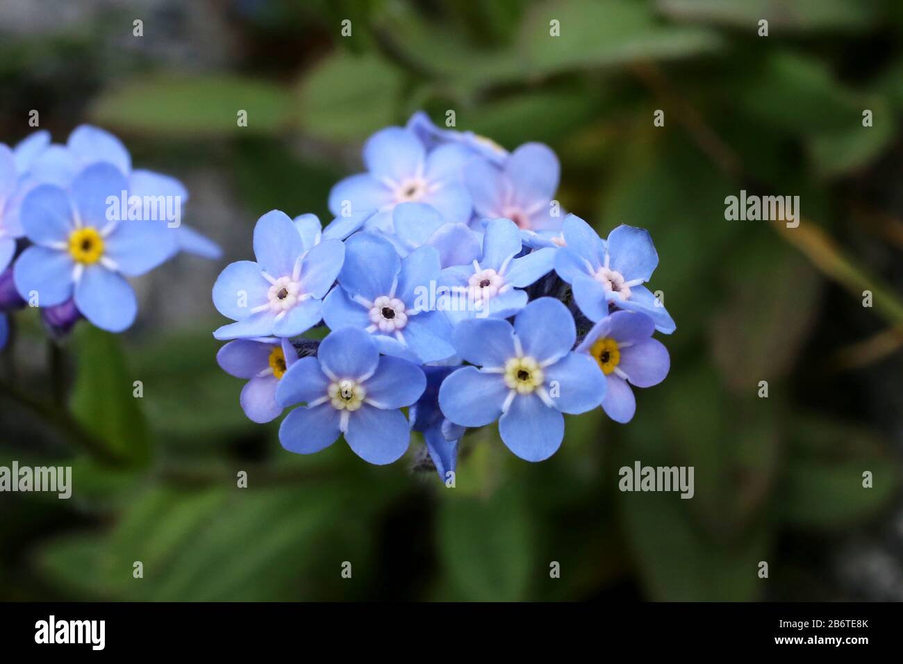 Myosotis alpestris - Wild plant shot in summer. Stock Photo