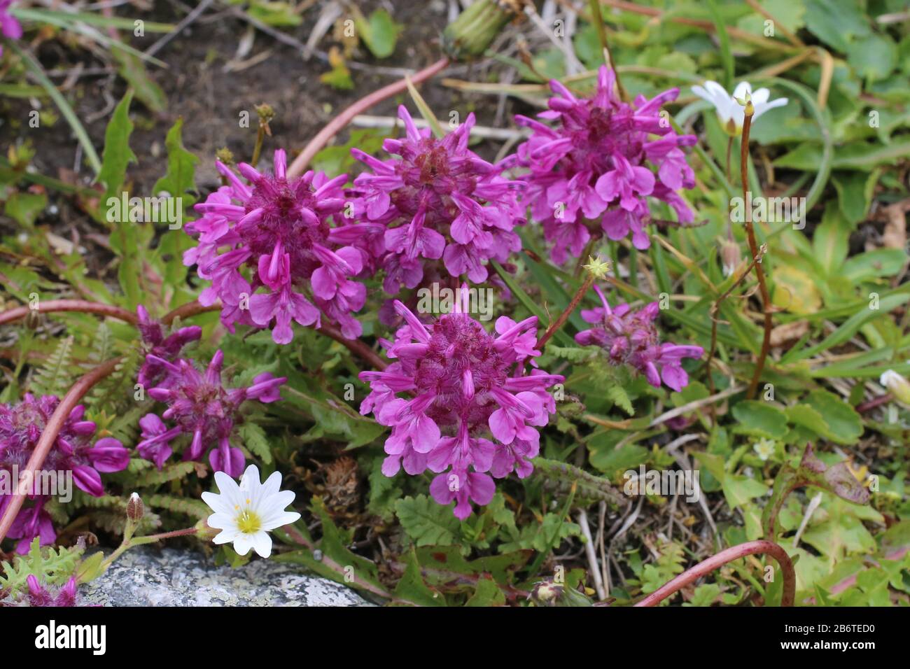 Pedicularis verticillata - Wild plant shot in summer. Stock Photo