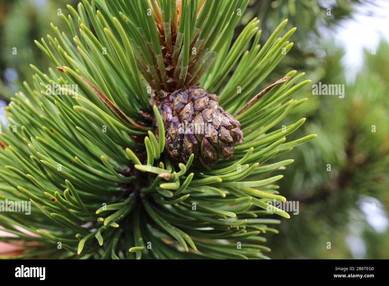 Pinus mugo - Wild plant shot in summer. Stock Photo