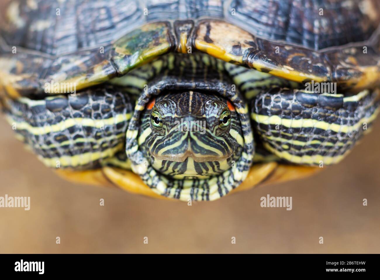 Red Eared Terrapin - Trachemys scripta elegans. Red eared slider turtle ...