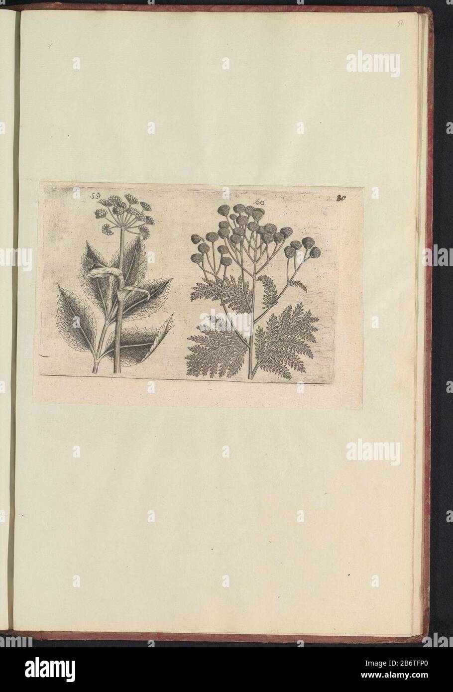 Hertswortel (Seseli libanotis) en boerenwormkruid (Tanacetum vulgare) Hart Carrot and tansy. Figs. 59 and 60 numbered in a leaf with the hand 30. In: Anselmi Boëtii the Boot I.C. Brugensis & Rodolphi II. Imp. Novel. a medical cubiculis Florum, Herbarum, ac fructuum selectiorum icones, and vires pleraeque hactenus ignotæ. Part of the album with sheets and plates from the Boodts herbarium of 1640. The twelfth twelve albums of watercolors of animals, birds and plants are known around 1600, commissioned by Emperor Rudolf II. Manufacturer : printmaker: anonymous to print from: Crispin on de Passe ( Stock Photo