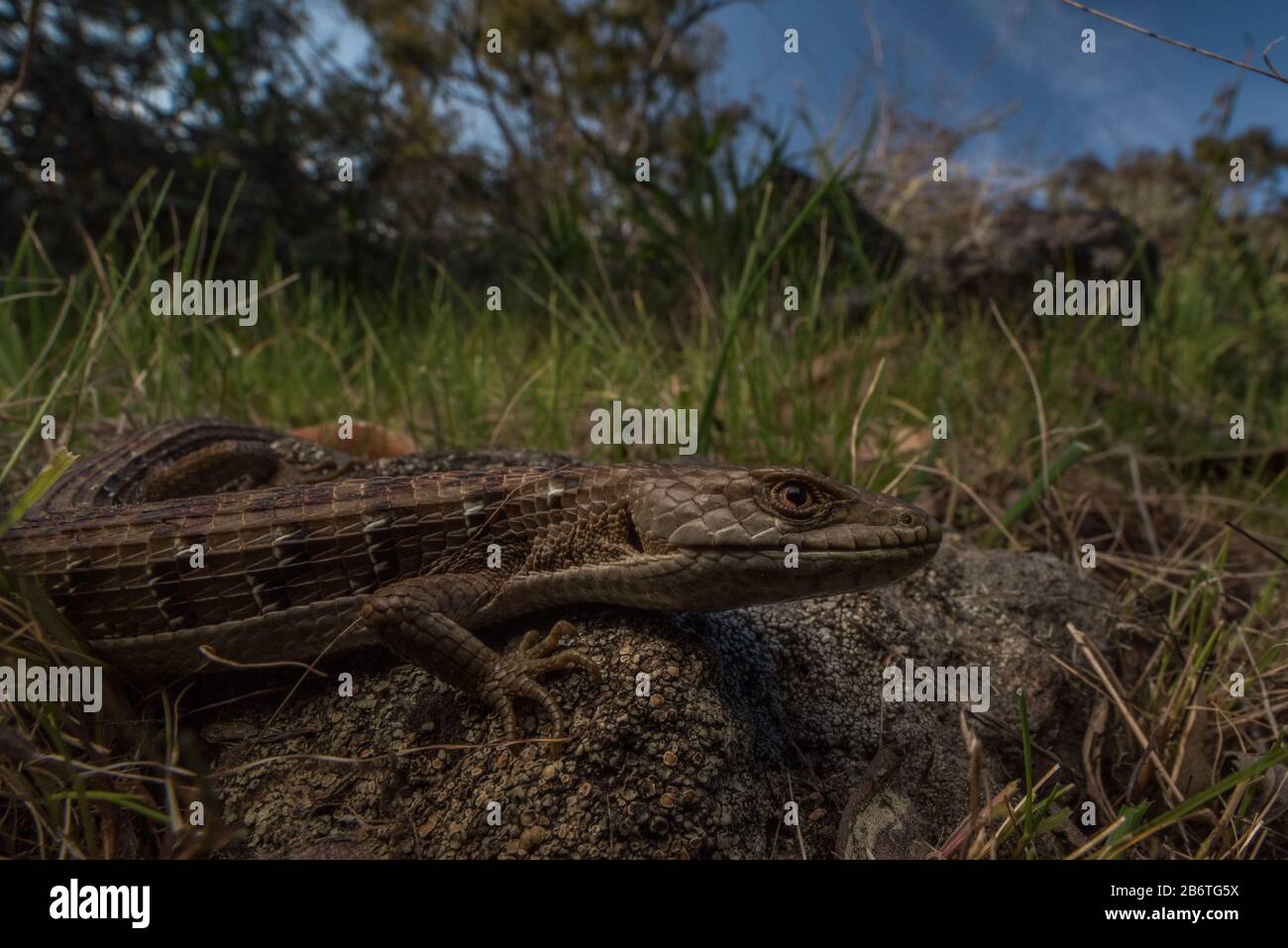 A Southern alligator lizard (Elgaria multicarinata), a species of lizard found in Western North America. Stock Photo