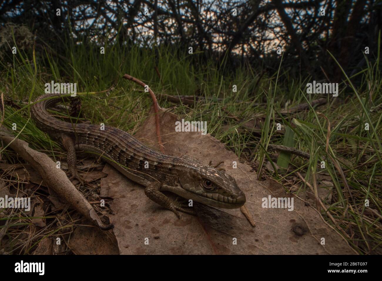 A Southern alligator lizard (Elgaria multicarinata), a species of lizard found in Western North America. Stock Photo
