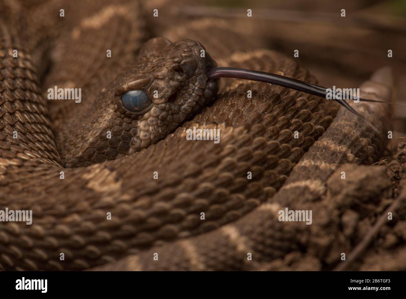 A northern pacific rattlesnake (Crotalus oreganus) from the Berkeley hills.  This one is just a baby snake as evidenced by its tiny rattle. Stock Photo