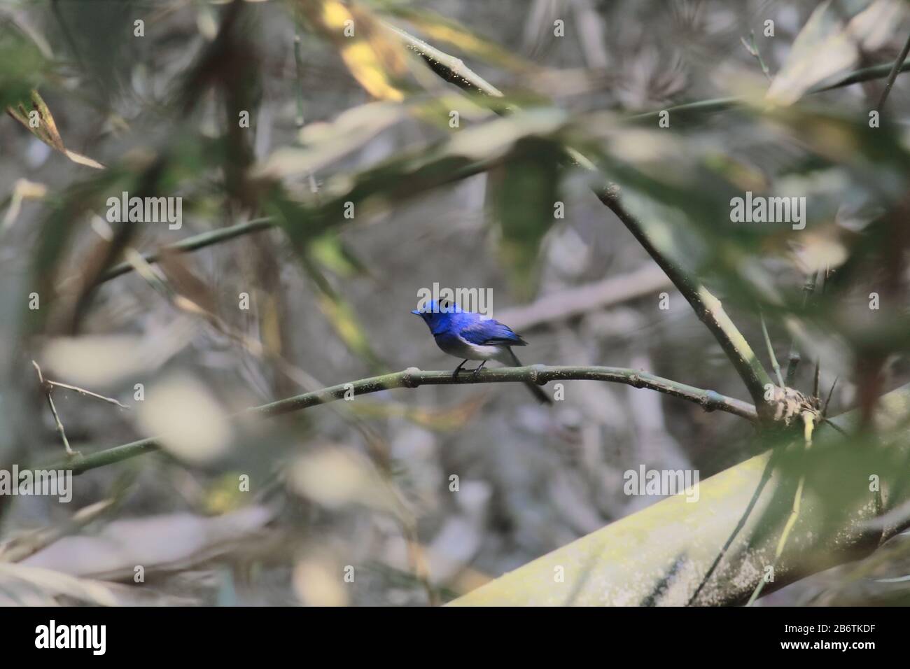 a male black-naped monarch flycatcher or black-naped blue flycatcher (hypothimis azurea) in a bamboo forest, west bengal in india Stock Photo