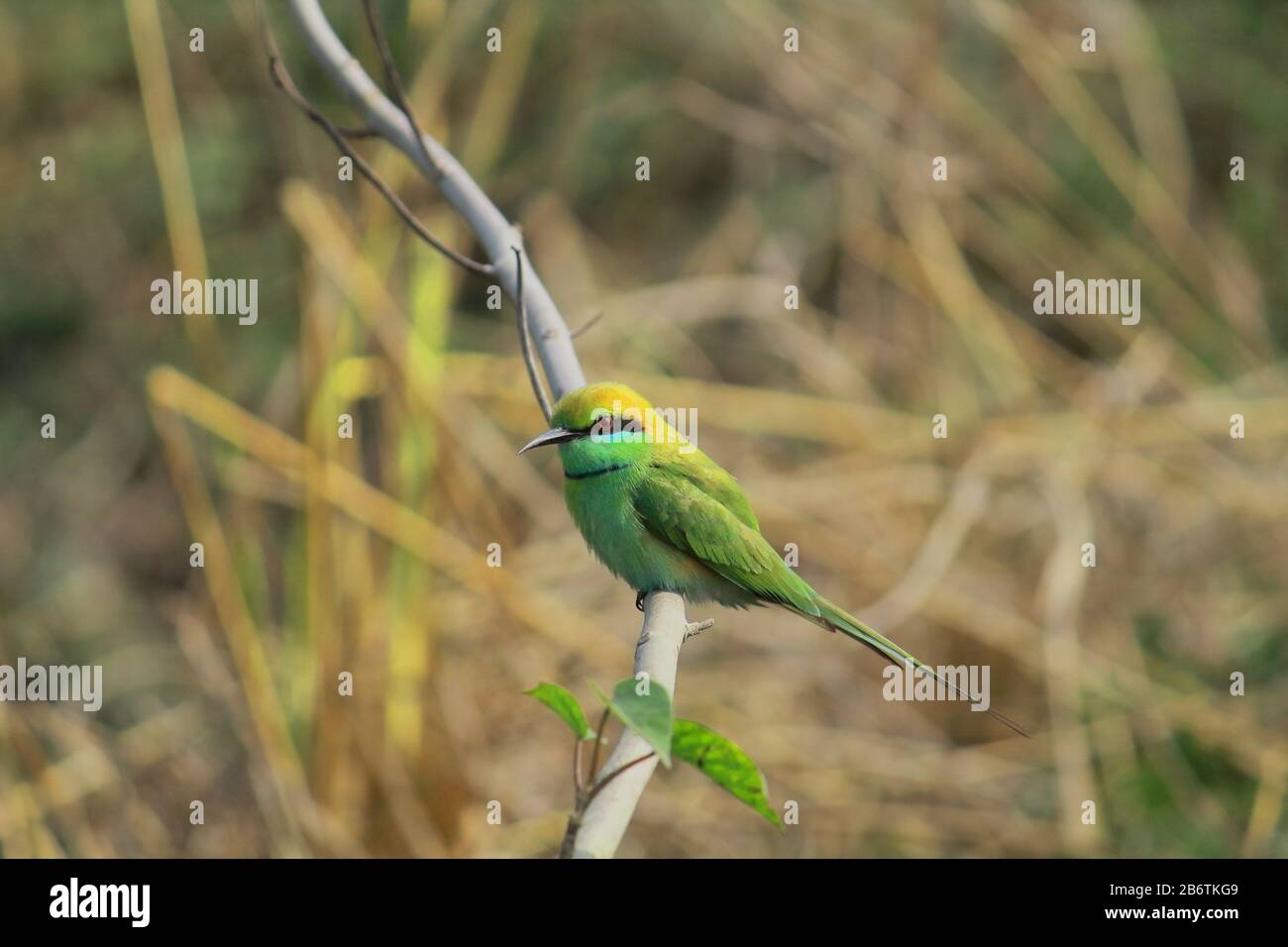 Indian green bee eater hi-res stock photography and images - Alamy