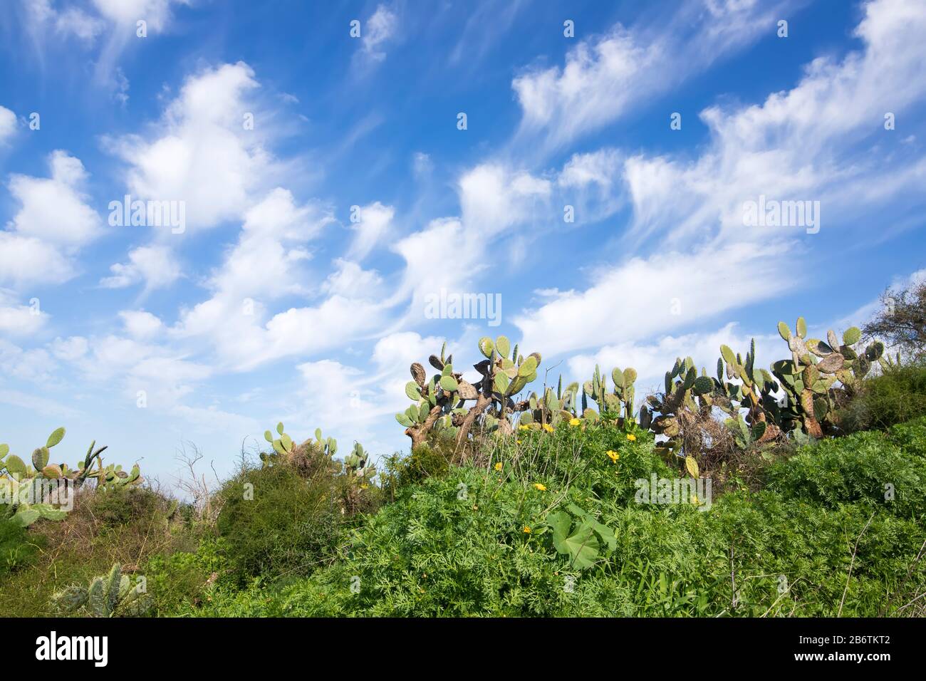 Flowering plants and Sabra cactuses on a background of blue sky with clouds. Israel Stock Photo