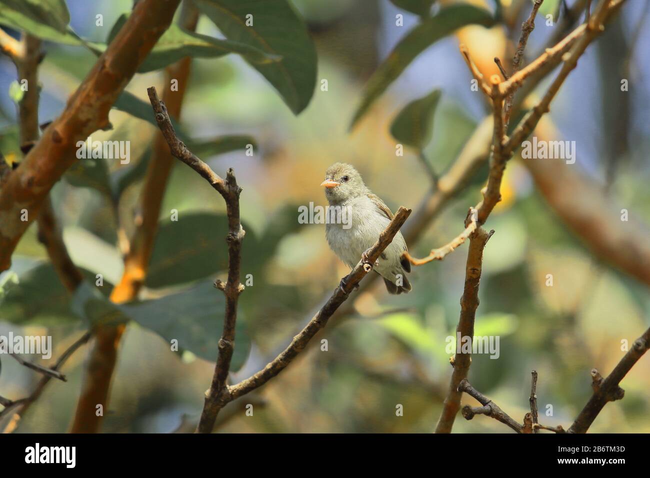 a female pale billed flowerpecker or tickells flowerpecker (dicaeum erythrorhynchos) sitting on a branch, countryside of west bengal in india Stock Photo