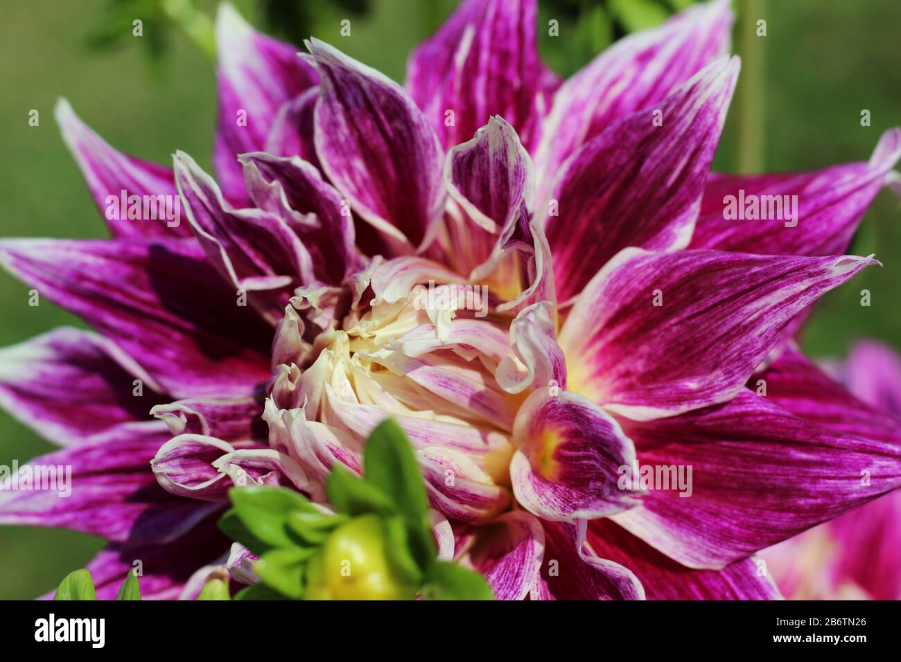 Deep Color Flower Colorful closeup vibrant flower in the garden macro photography ...
