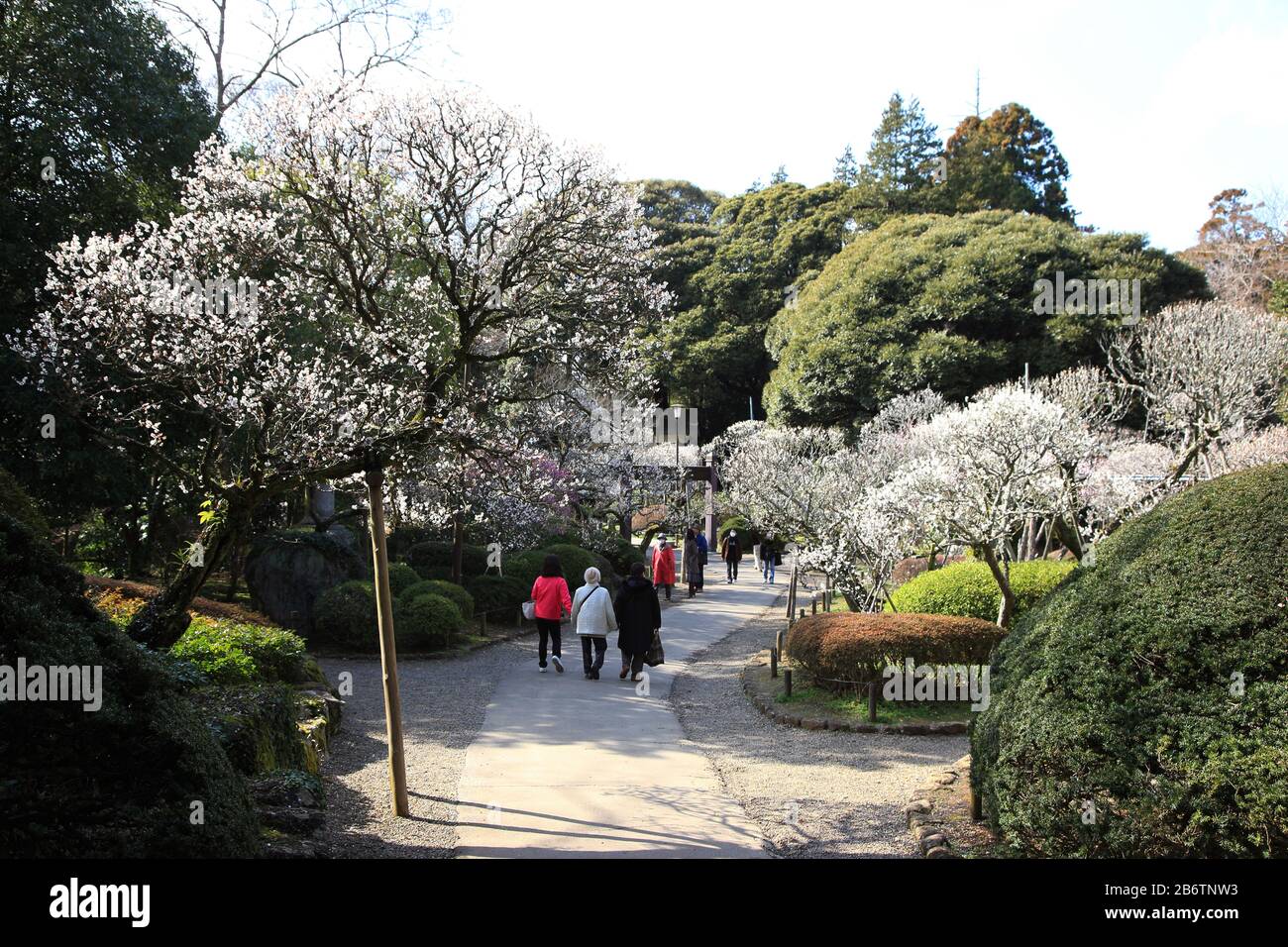 The plum trees in Narita-san park Stock Photo