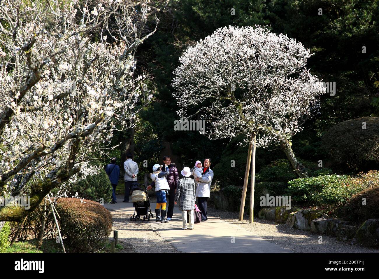 The plum trees in Narita-san park Stock Photo