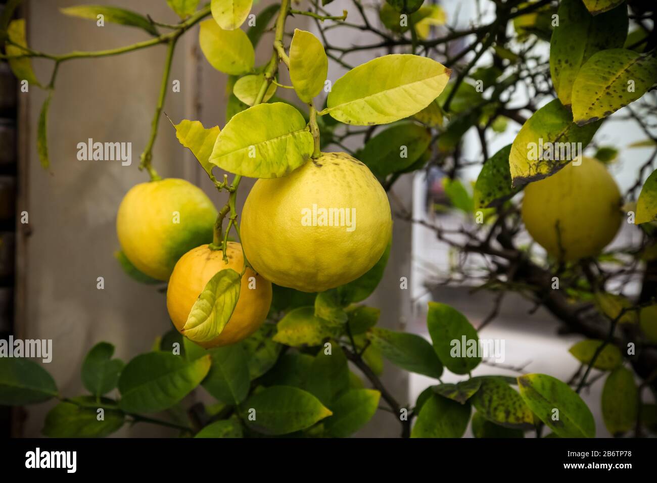 lemons on lemon tree., Lemon tree with blur background Stock Photo Alamy