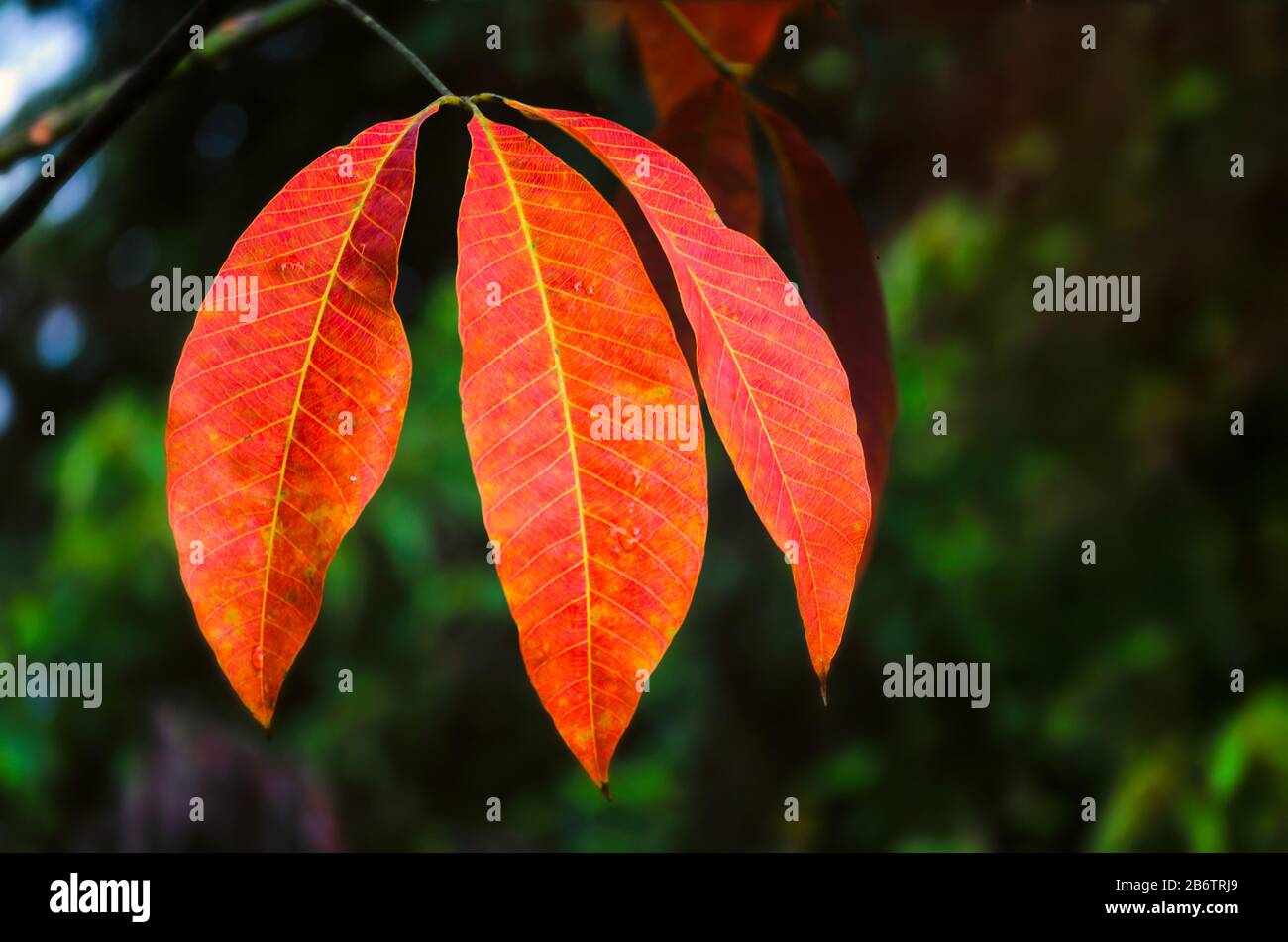 Rubber tree leaves hires stock photography and images Alamy