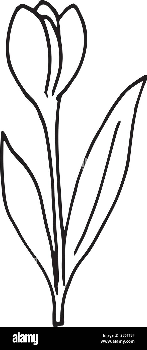 Tulip flower outline illustration, botanical, hand draw Stock ...
