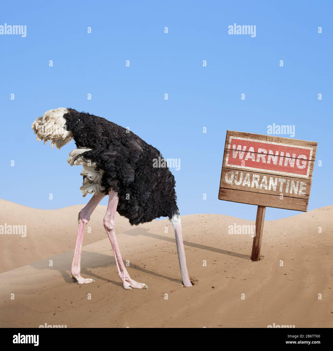 scared ostrich with head in sand near warning quarantine wooden signboard. Stock Photo