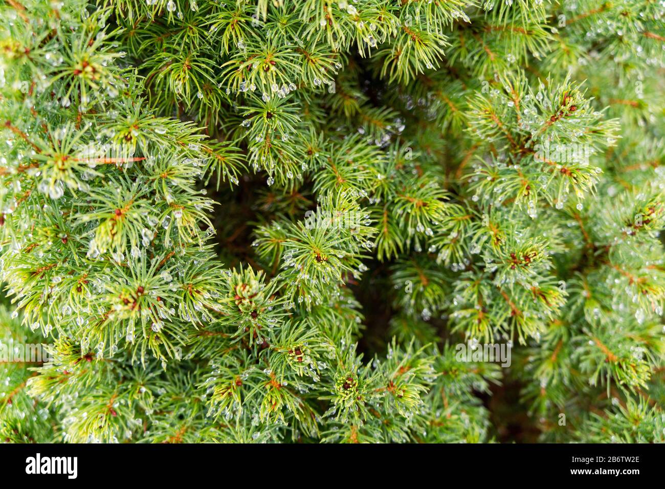 Download Green Fir Tree Branch With Drops Of Water Frame Of Pine Needles Pine Tree Branch Close Up Christmas Mockup With Fir Branches Background Stock Photo Alamy